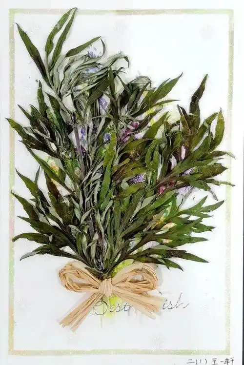 二年级的"小小科学家",用艾草制作标本.