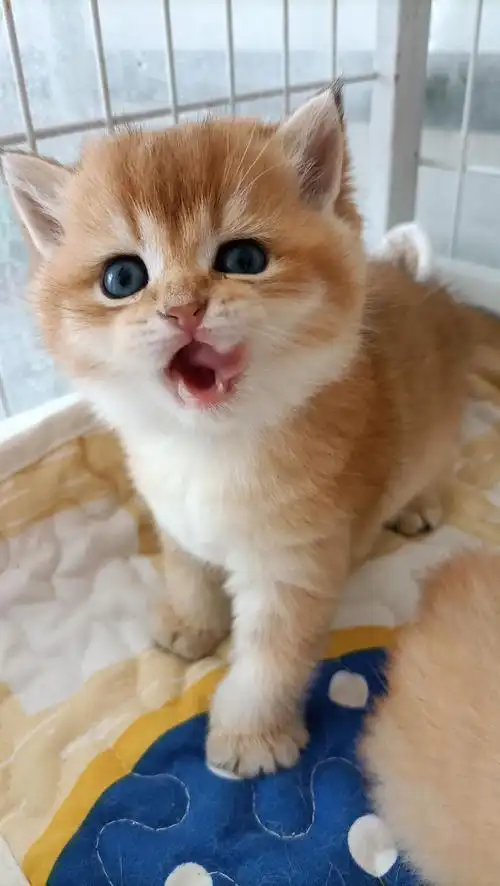 金渐层宝宝个人家繁育的,呆萌可爱,干净健康,您想拥有他吗?