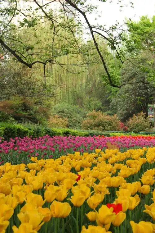 傍晚,阳光温柔,慢行兴庆公园,繁花迷眼,色彩斑斓,一心只想赖在春天不