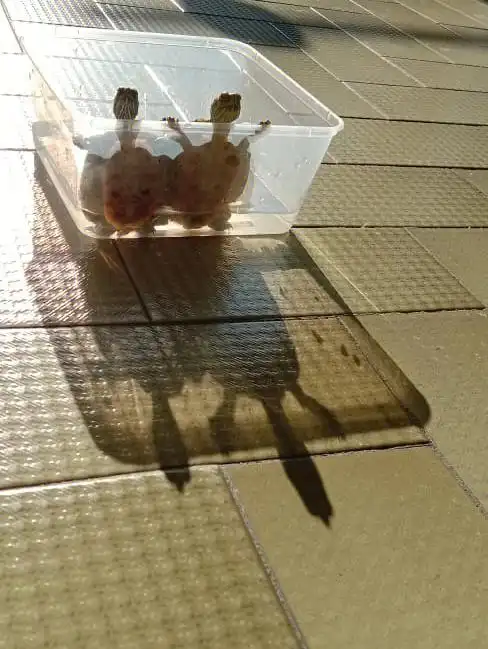 不知道怎么了今天晒着晒着就变成这样了,还很配合让我拍看着觉得影子