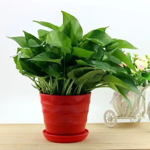 绿萝吊兰绿植吸甲醛防辐射绿萝盆栽花卉室内盆花带盆发货水培植物