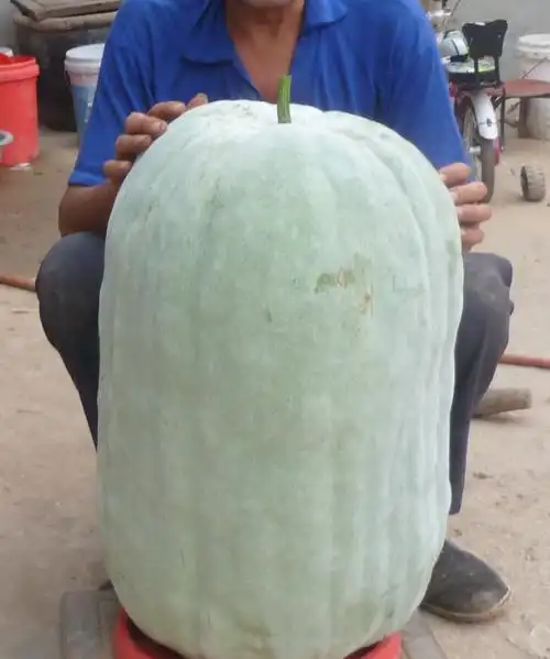这样一个大冬瓜,你们预测有多少斤,上秤直接秤了是98斤.