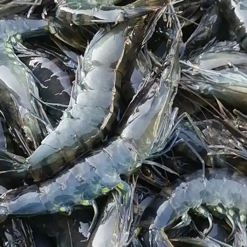 超大九节海虾野生斑节大黑水产海鲜草虾冷冻冻虾