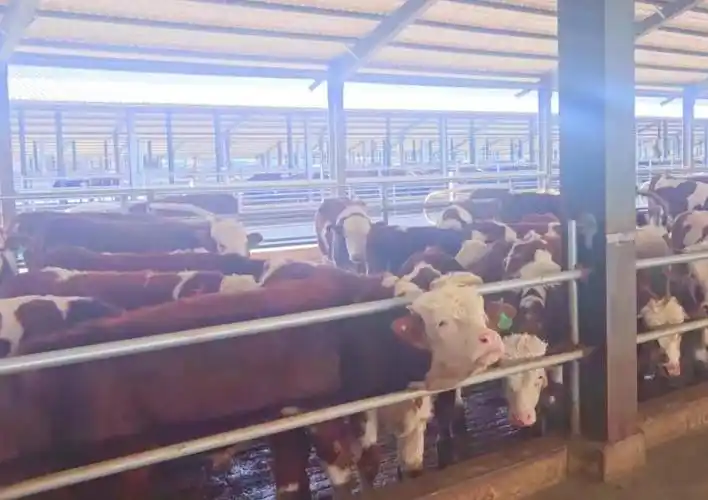 农行贵阳开阳县支行:"成本法"助推肉牛产业发展 -zaker新闻