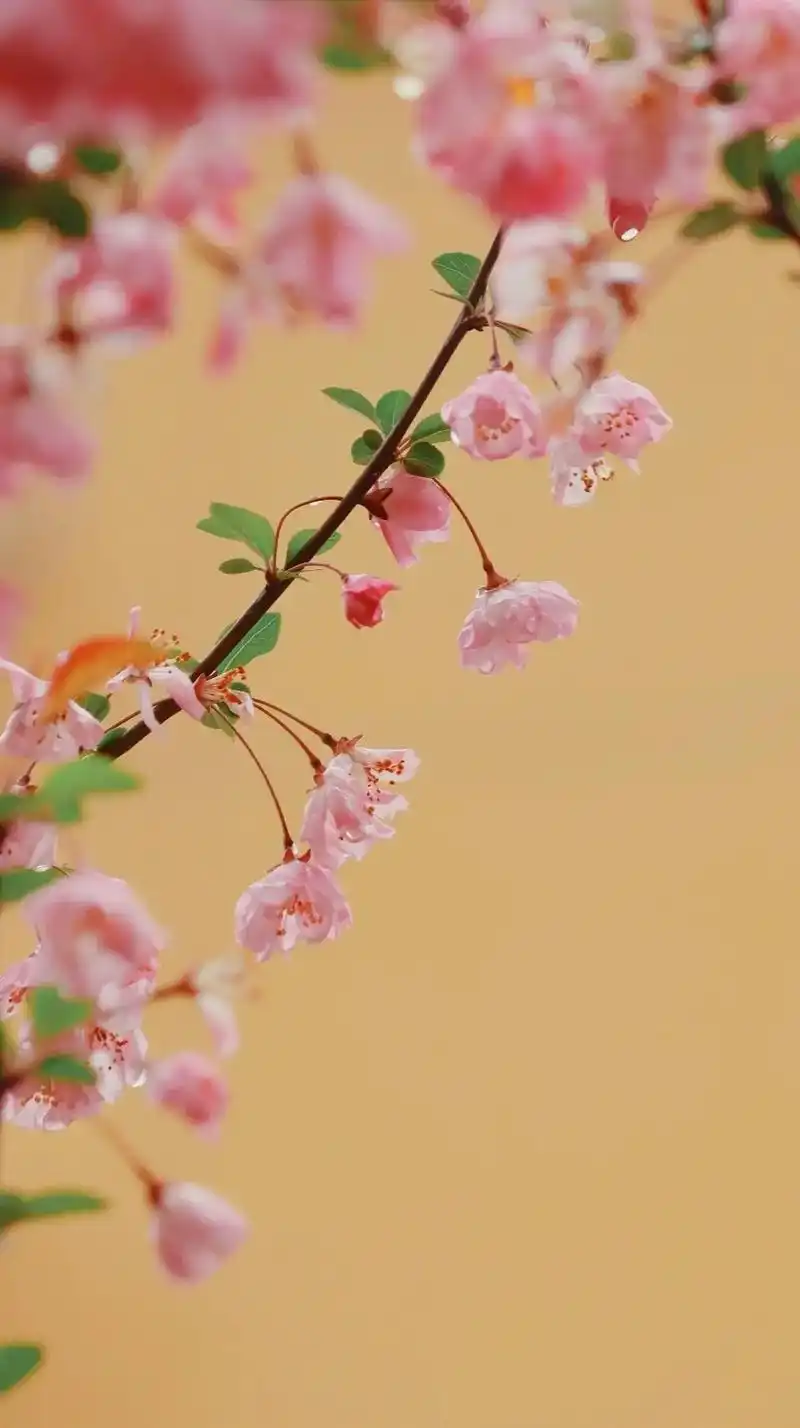 超温柔超好看的小清新壁纸#超清4k无水印壁纸原图 #高清壁纸 - 抖音