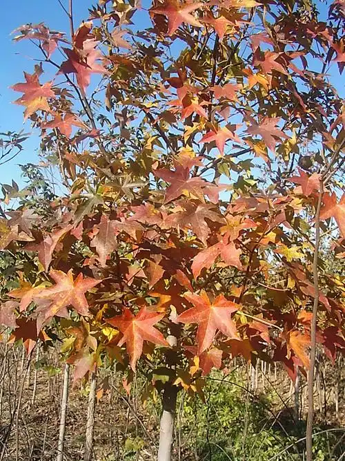 供应8-30公分枫香树,北美枫香树基地价格图片