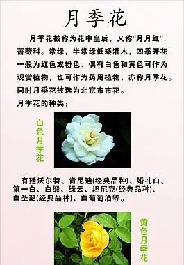 花中皇后月季花