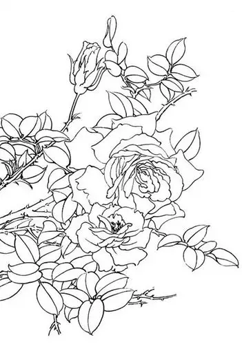 名家白描花鸟之月季篇