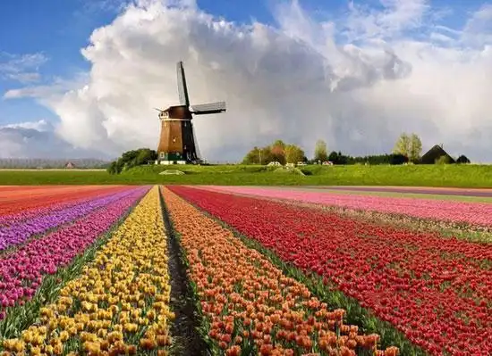 世界上最美的10大花海 五光十色迷人眼球