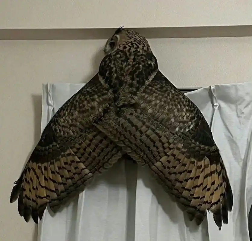 大家不要怕,这只是我们南方普通的飞蛾.