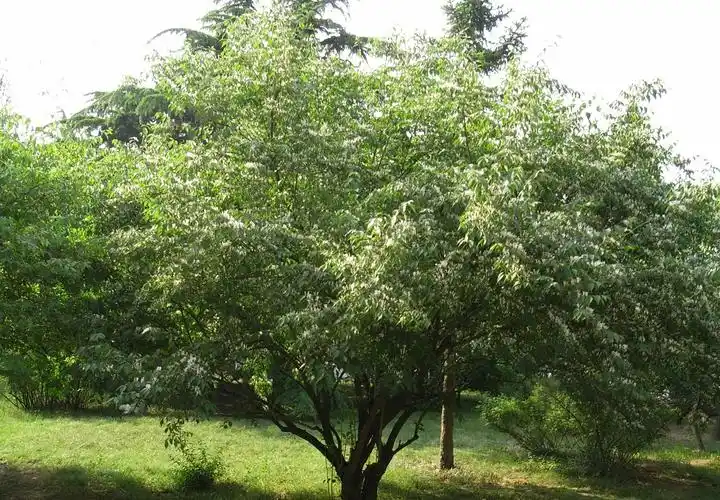 这是重阳木,为大戟科乔木,常见行道树;1观赏树的品种有很多,加起来有