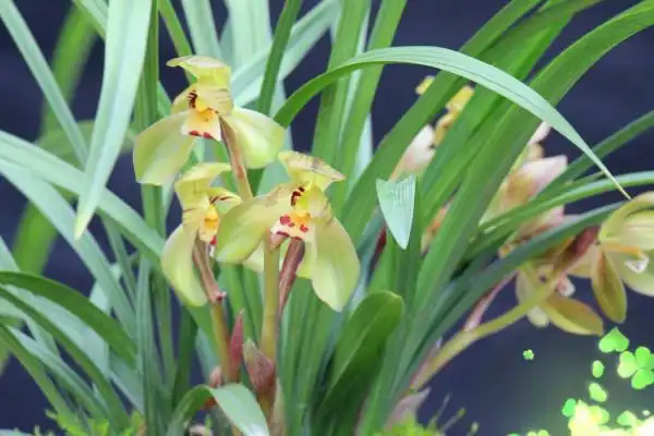 世界上最贵的兰花图片