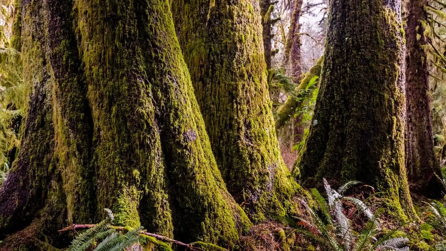 原始森林高清桌面壁纸下载第一辑
