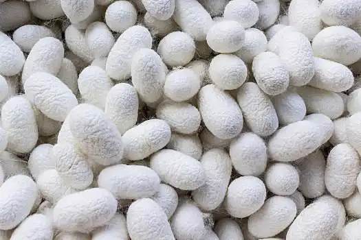 白色,蚕,茧,纹理