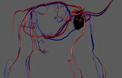 牛血管循环系统obj模型