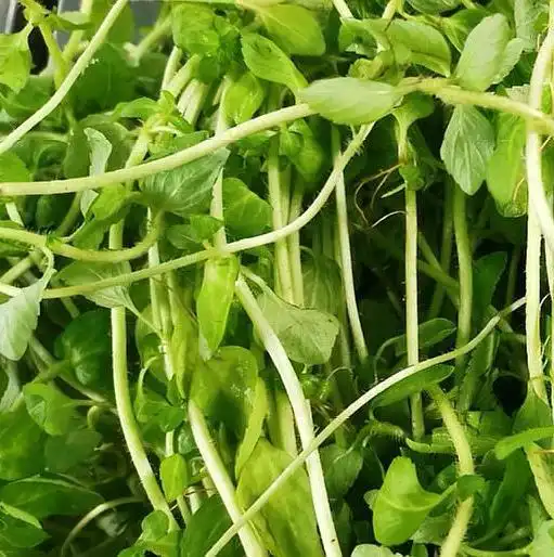 云南人喜欢吃野菜,今天我给大家介绍云南野菜吃法之水香菜煮鸡蛋.