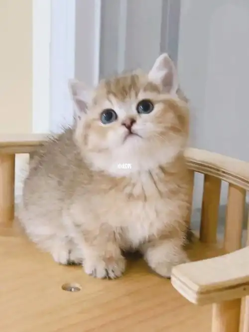 胖几黑金渐层曼基康矮脚猫