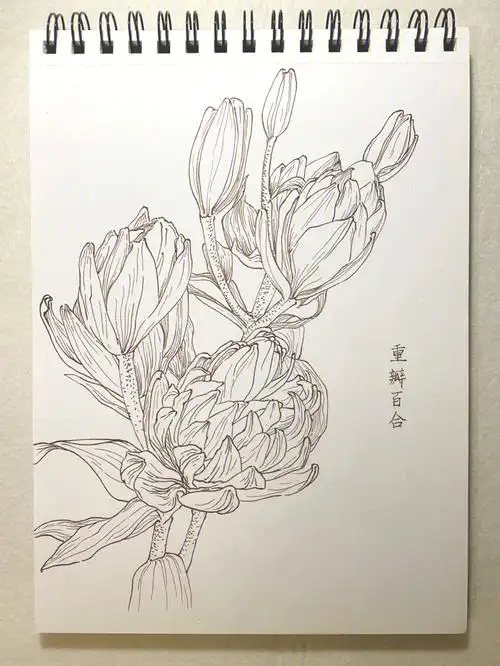 钢笔画线描花卉百合花