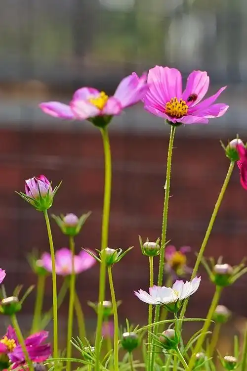 格桑花幸福之花,可以给你们带来好运