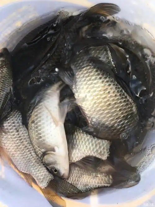 上鱼获了! 红虫饵料钓鲫鱼