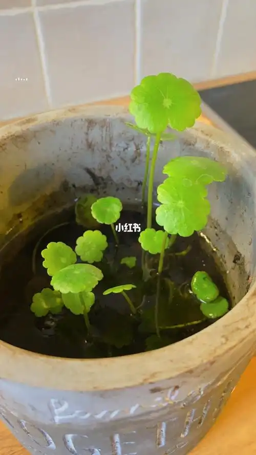 半土半水种植的铜钱草