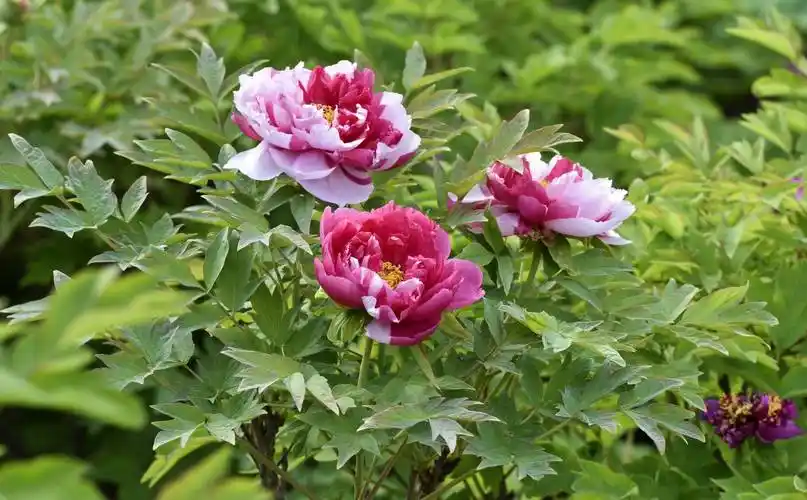 又到牡丹花开季节_人民公园_文明_花草