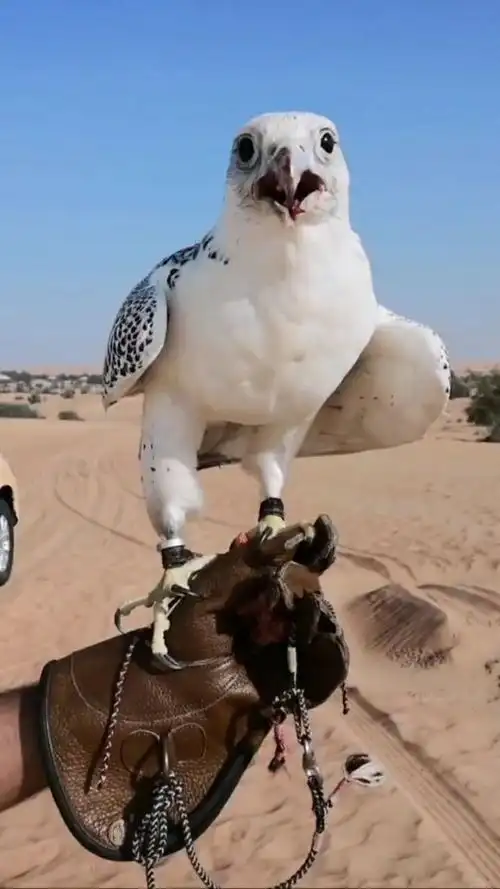 迪拜富豪华丽的宠物老鹰(关注我更精彩)