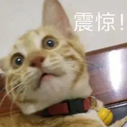 震惊脸 猫咪表情包 聊天 斗图 高糊表情