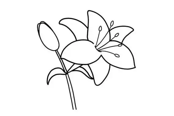 涂色百合花简笔画