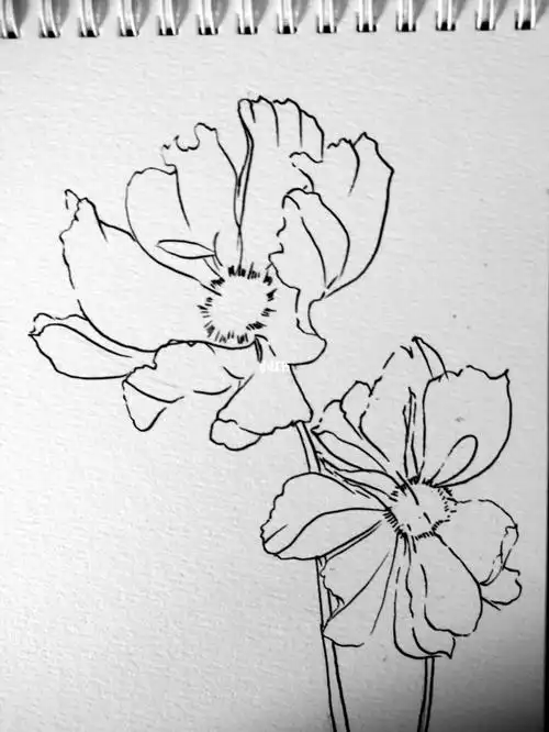 非洲菊附步骤图线描打卡93