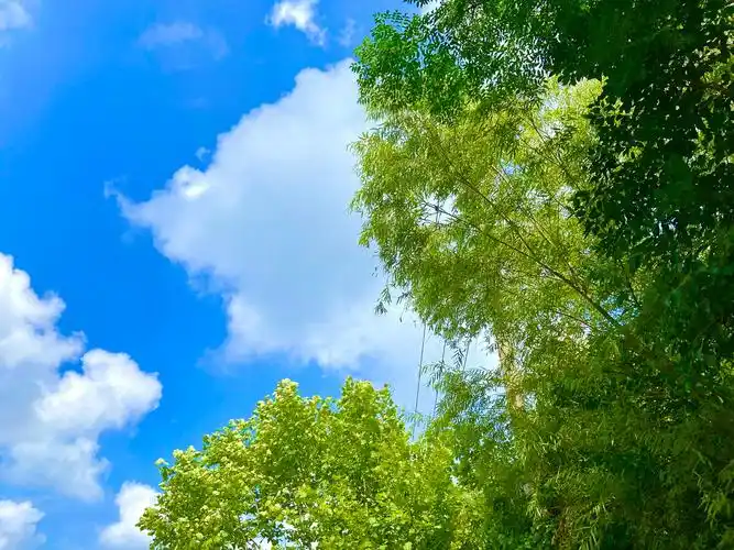 天气晴朗万物可爱