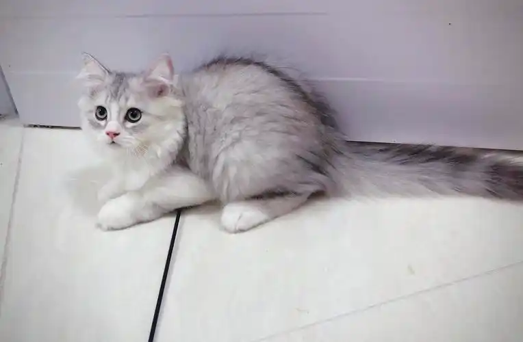 深圳宝安银白高地妹妹2500