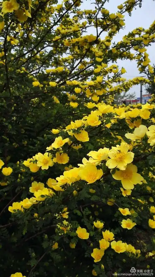 盛放的黄刺梅