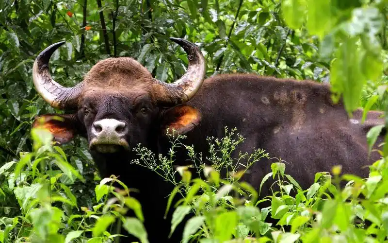首页 动物与鸟 牛 公牛看著你,角,叶子 壁纸 公牛看著你,角,叶子 桌布
