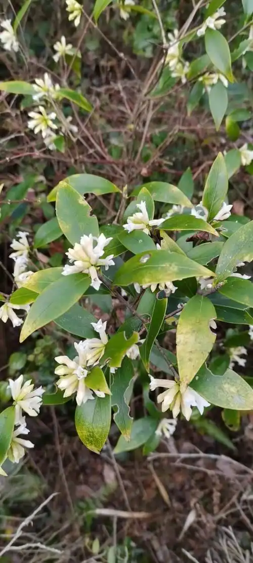 江西上犹五指峰国家森林公园毛瑞香