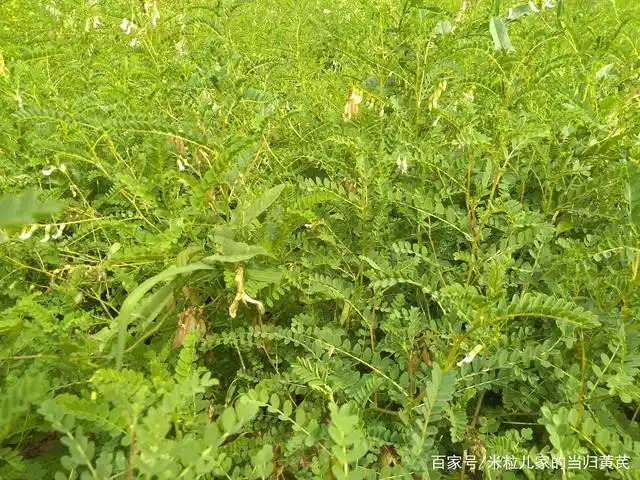 上百元买的野生黄芪是假的,药农老丁教你辨别野生黄芪和家种黄芪