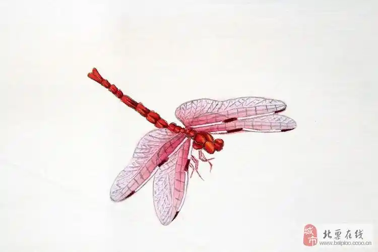 [原创]荷花蜻蜓(工笔画)