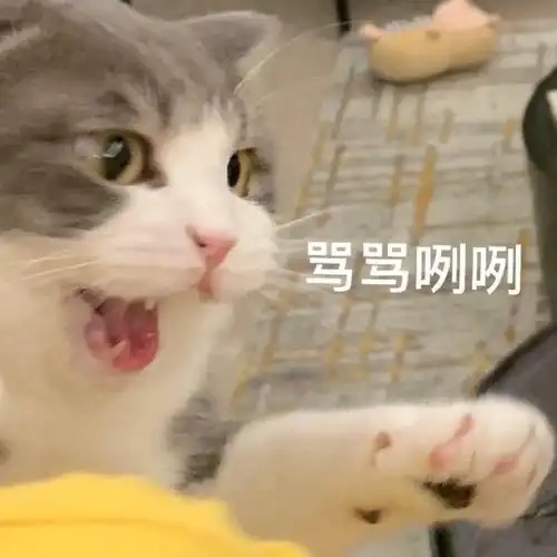 萌宠 猫星人 骂骂咧咧 生气 呆萌 搞怪