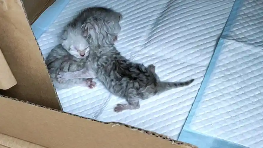 好小呀,刚出生两天的银渐层小猫咪