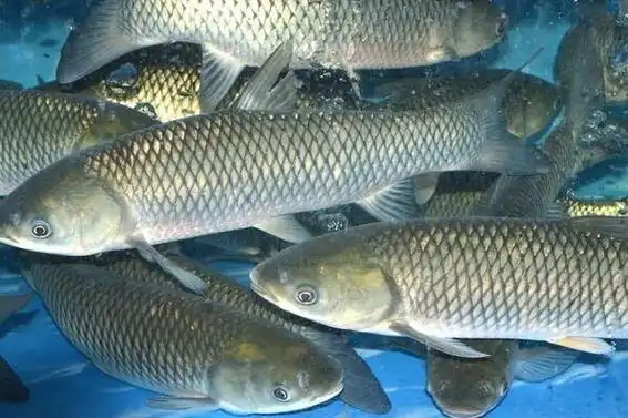 青鱼和草鱼的区别是什么?