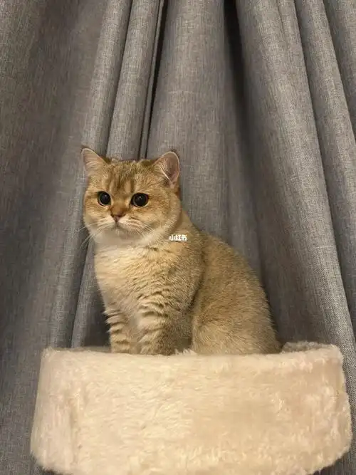 脖子可以没有#英短  #英短金渐层  #金渐层  #金渐层ny25  #我家宠物