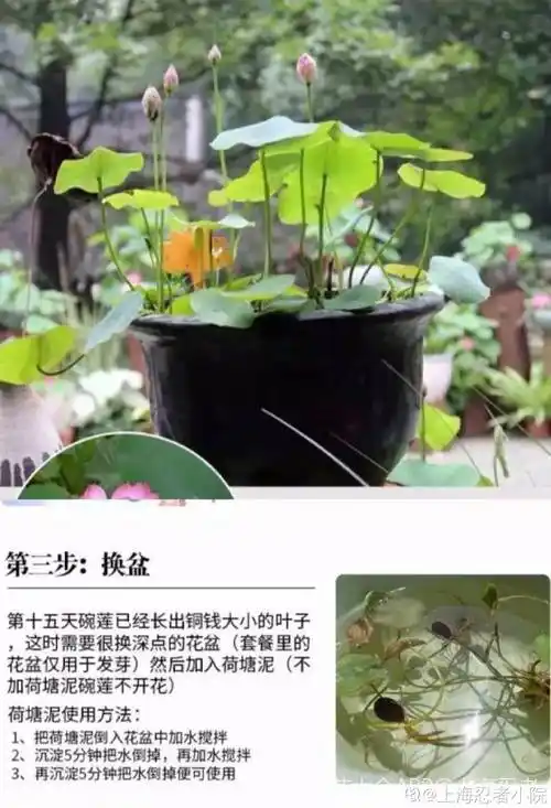 碗莲种植方法