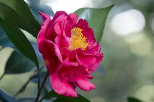 富士色彩——茶花