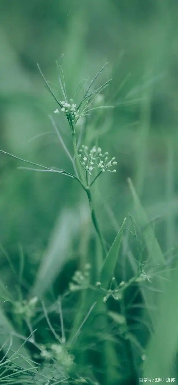 唯美系小清新手机全屏壁纸