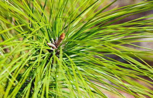 湿地松介绍与湿地松特征及园林用处