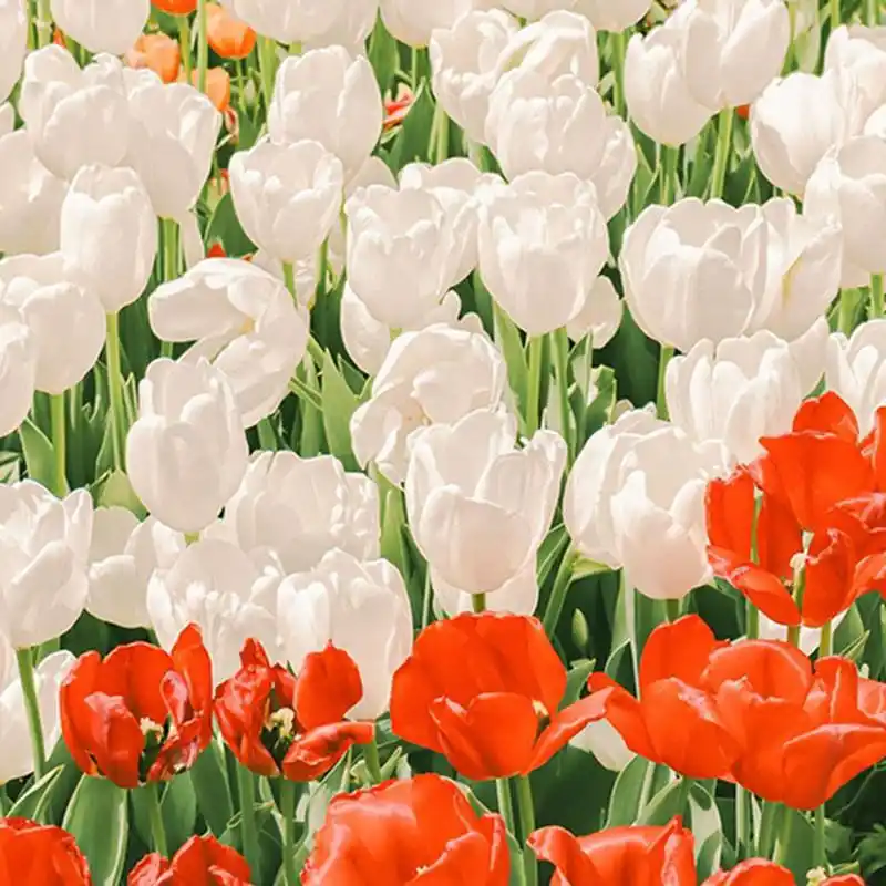 花园里的郁金香93#图片分享# #每日一图#   (via.ins.yseul_pic)