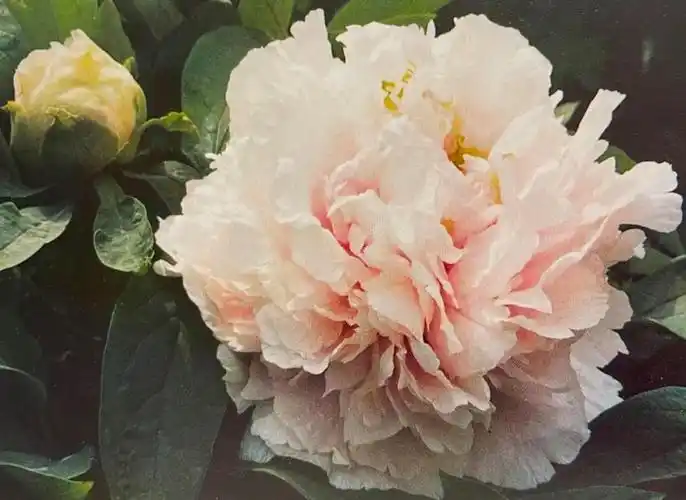 皇冠型丨月光牡丹