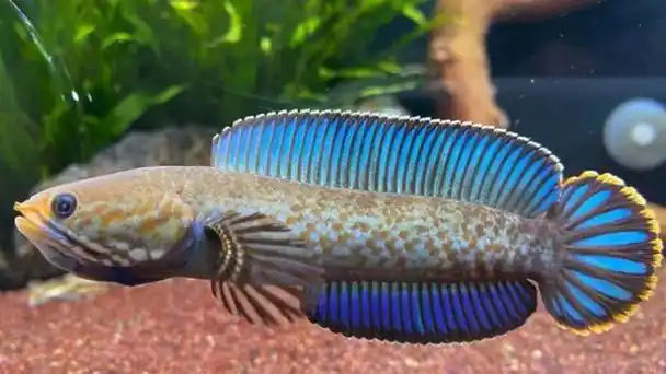 阿萨姆蓝帆七彩雷龙(奶茶雷龙)