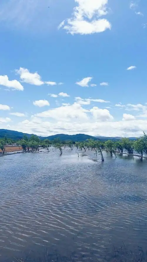 平铺 壁纸 锁屏 聊天背景 风景 花瓣树木