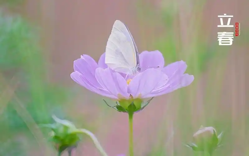 立春节气唯美迷人蝶恋花
